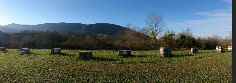 La ruche Lasiocampe du cypres