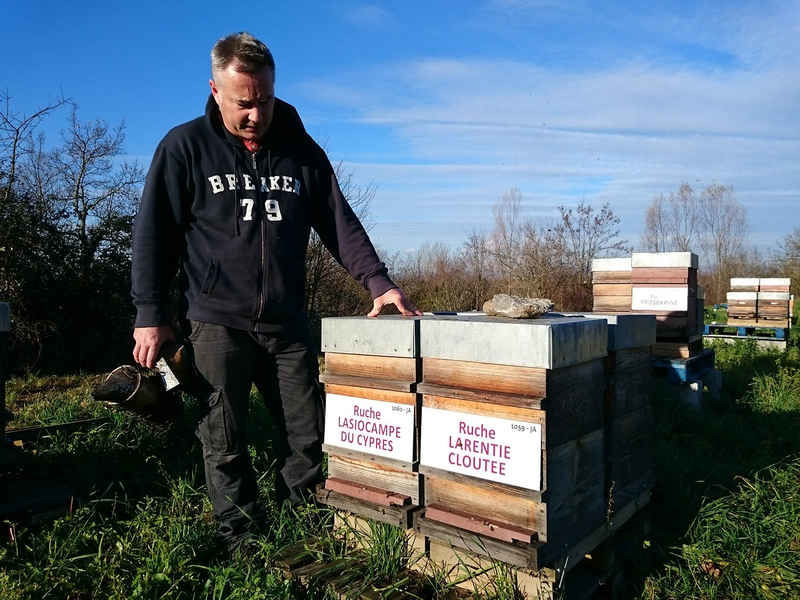La ruche Lasiocampe du cypres