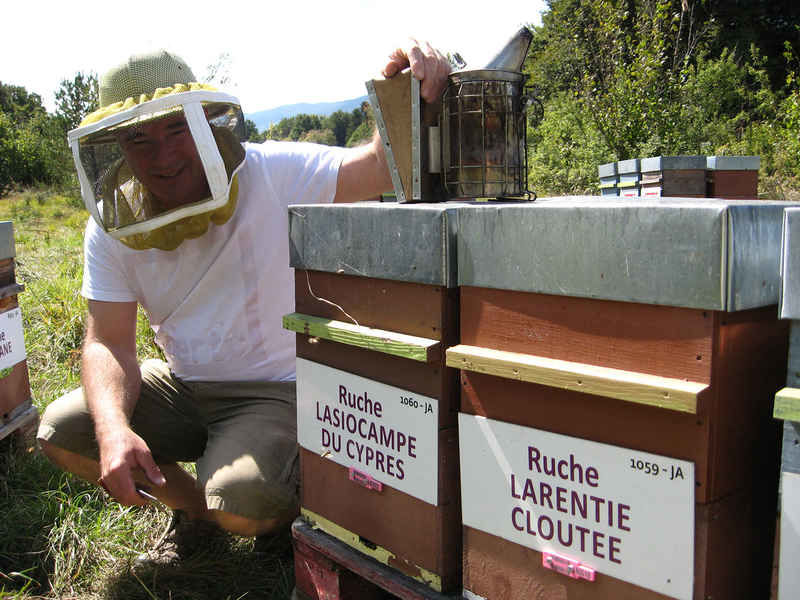 La ruche Lasiocampe du cypres