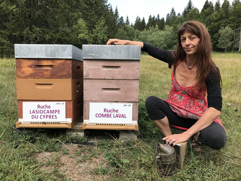 La ruche Lasiocampe du cypres