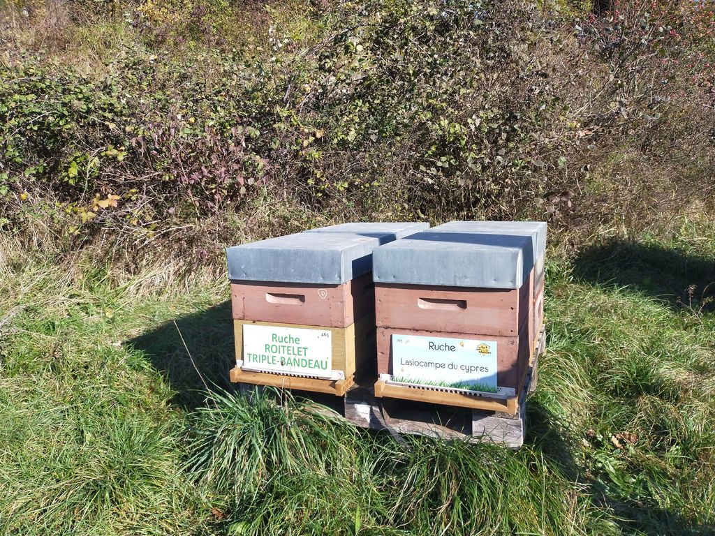 La ruche Lasiocampe du cypres