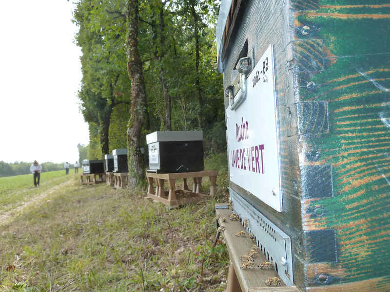 La ruche Lave de vert