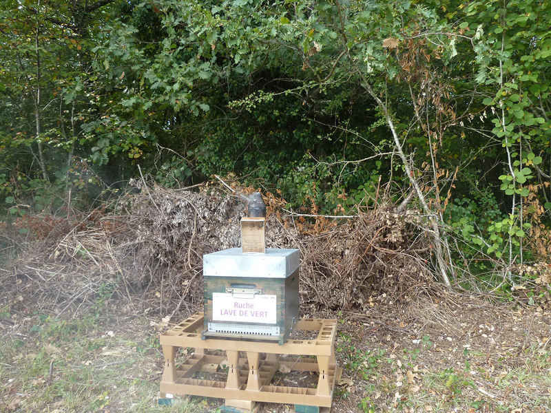 La ruche Lave de vert
