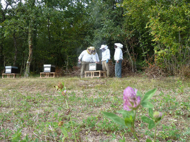 La ruche Lave de vert