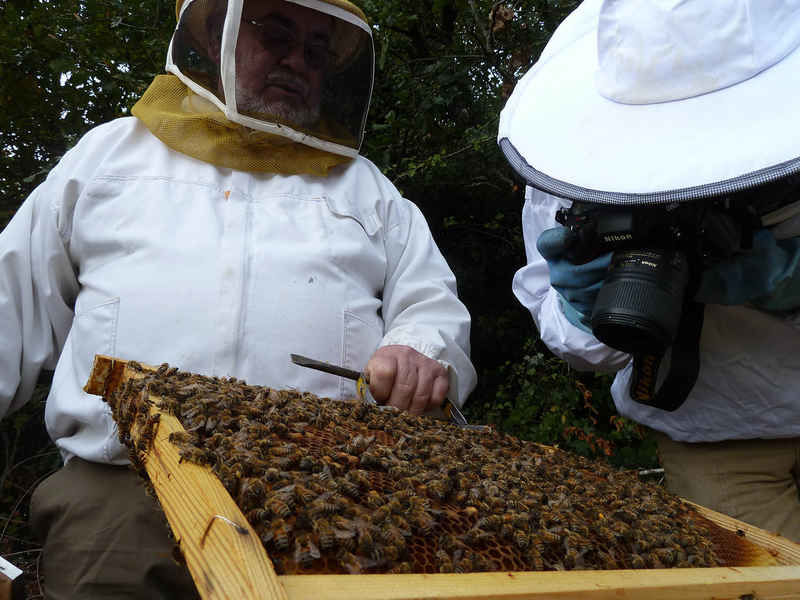 La ruche Lave de vert