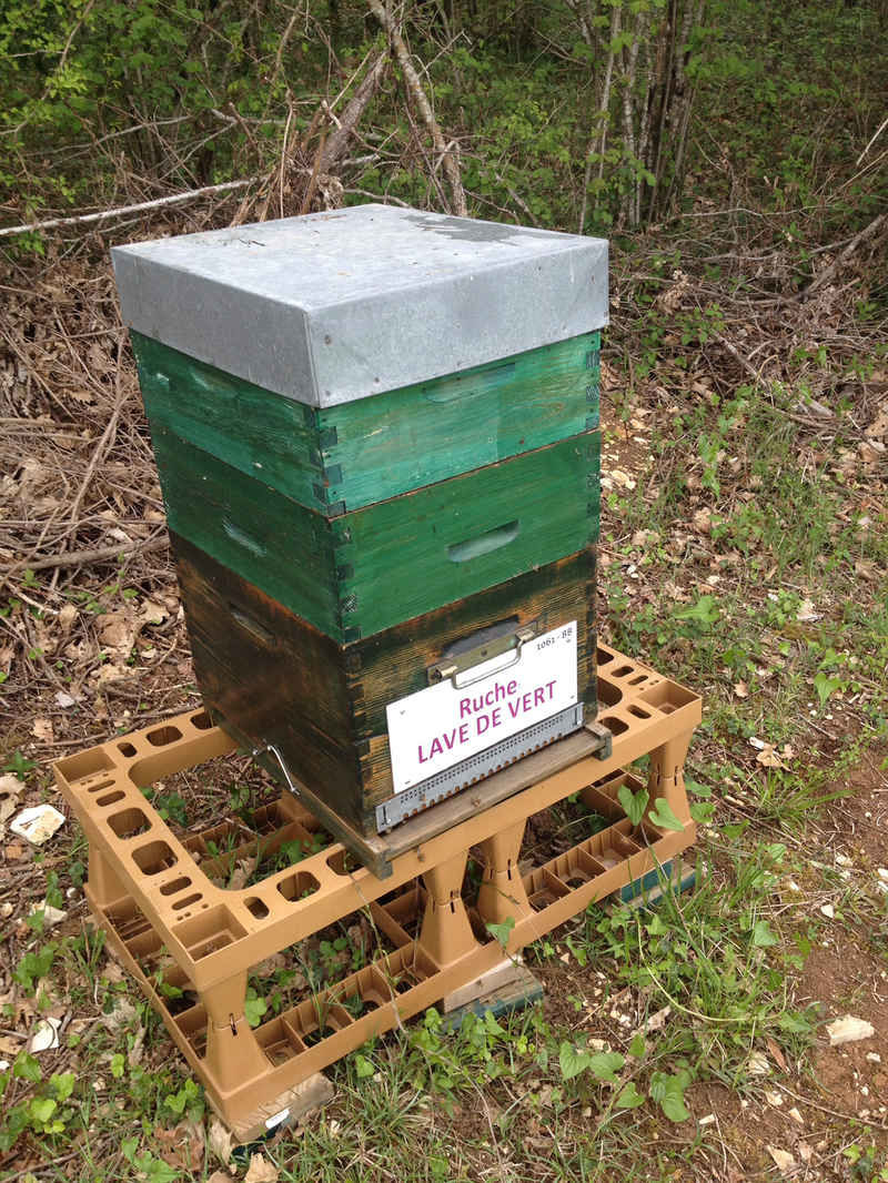 La ruche Lave de vert