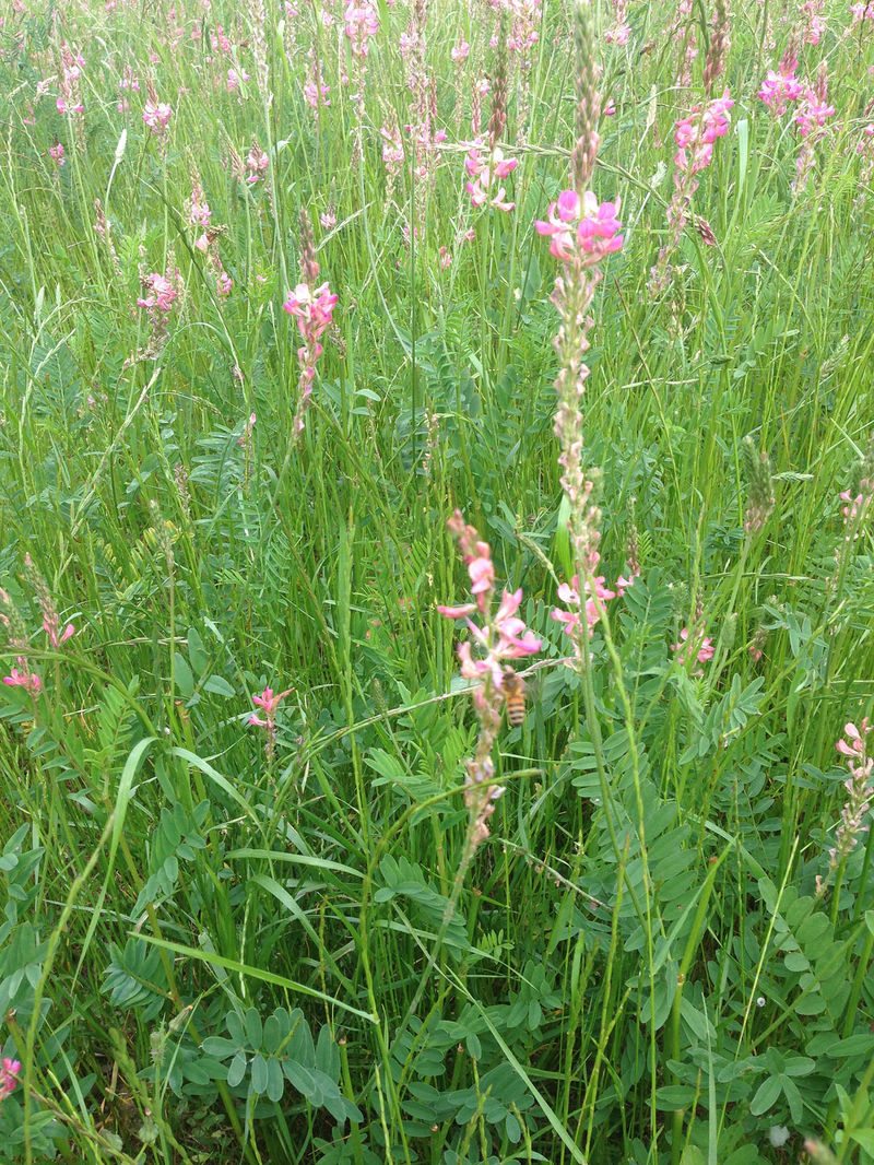 La ruche Lave de vert