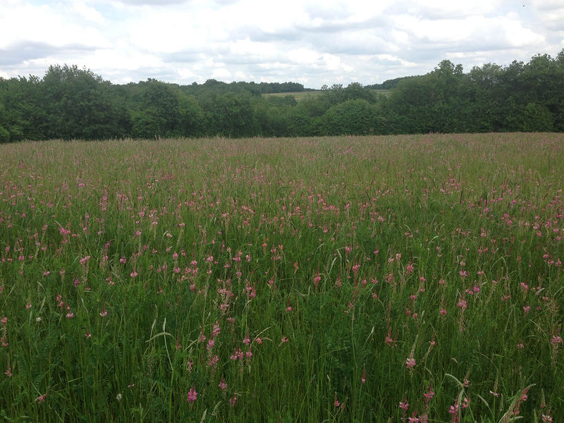 La ruche Lave de vert