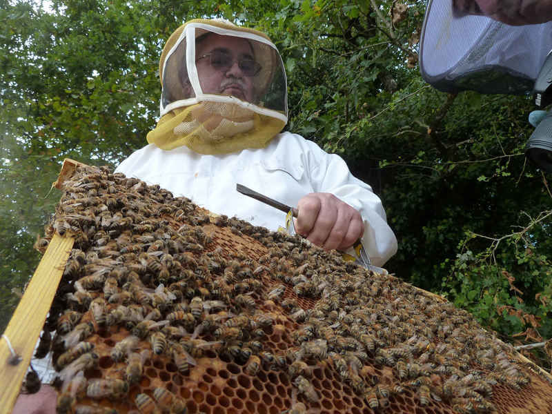 La ruche Lave de vert