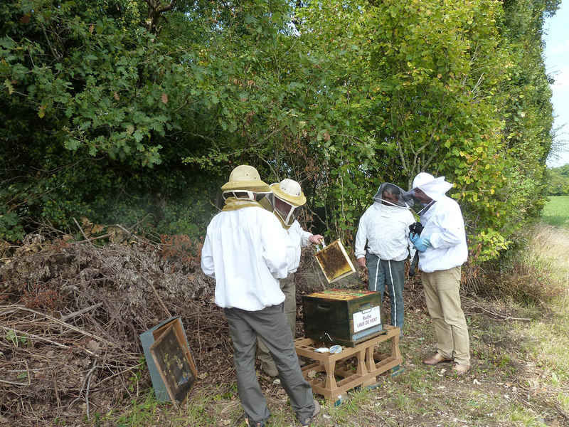 La ruche Lave de vert