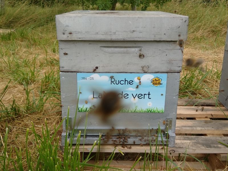 La ruche Lave de vert