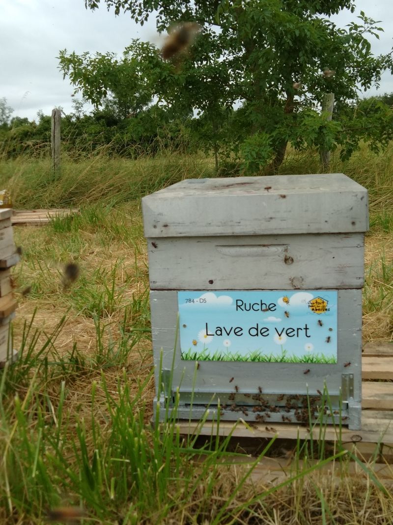 La ruche Lave de vert