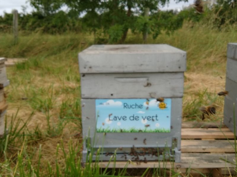 La ruche Lave de vert