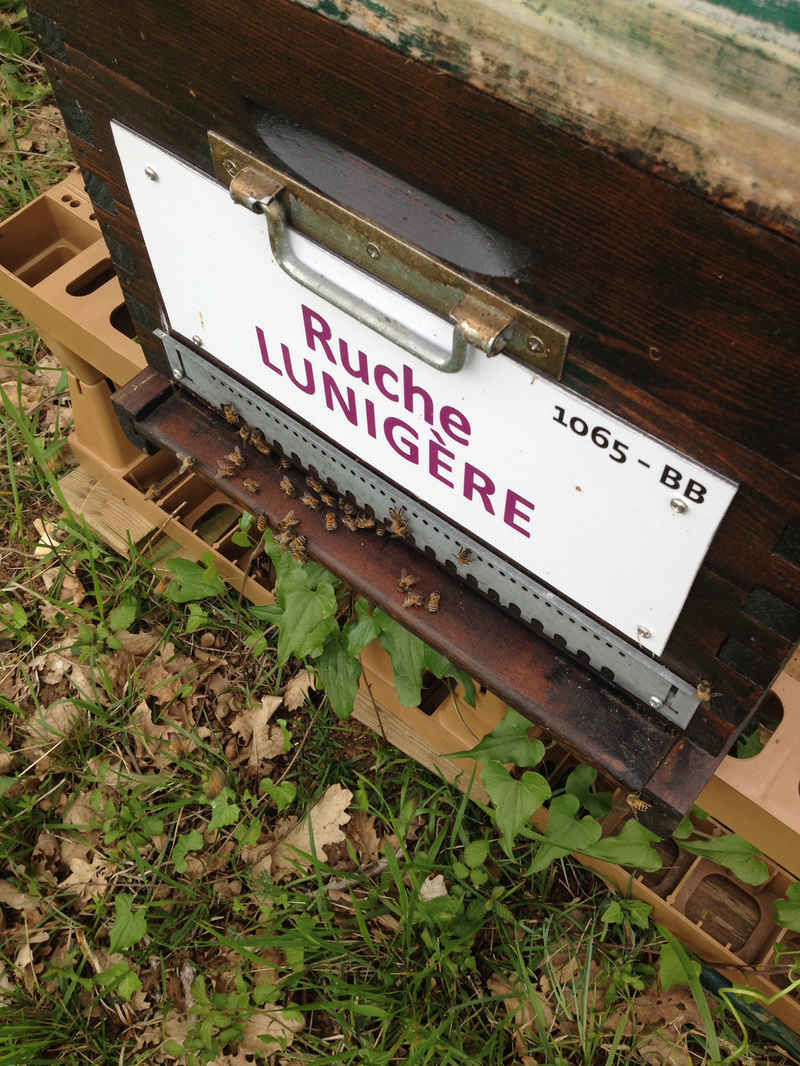 La ruche Lunigère