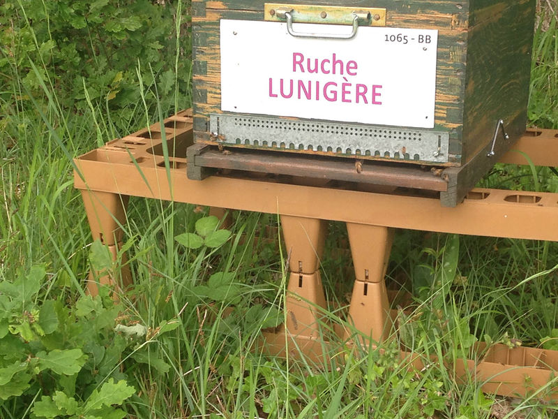 La ruche Lunigère