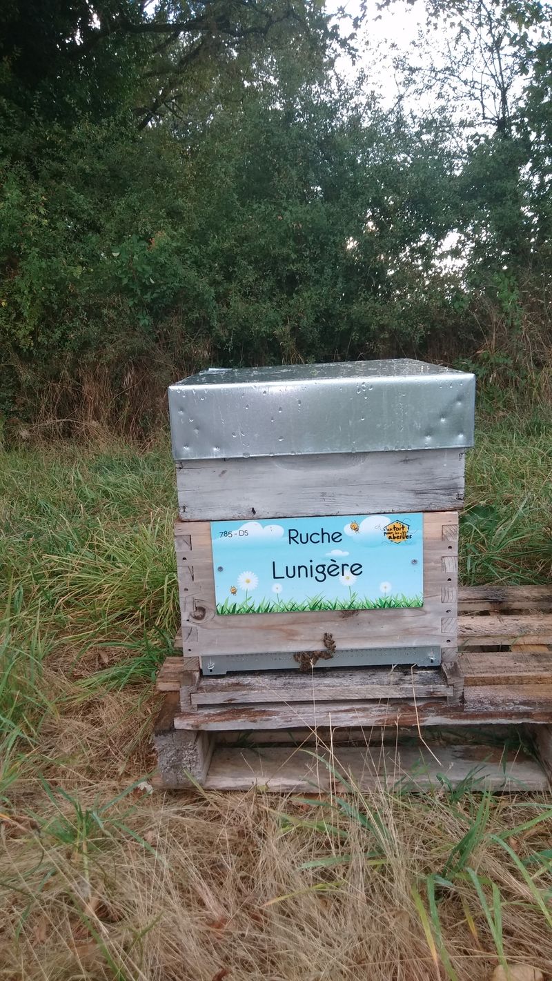 La ruche Lunigère