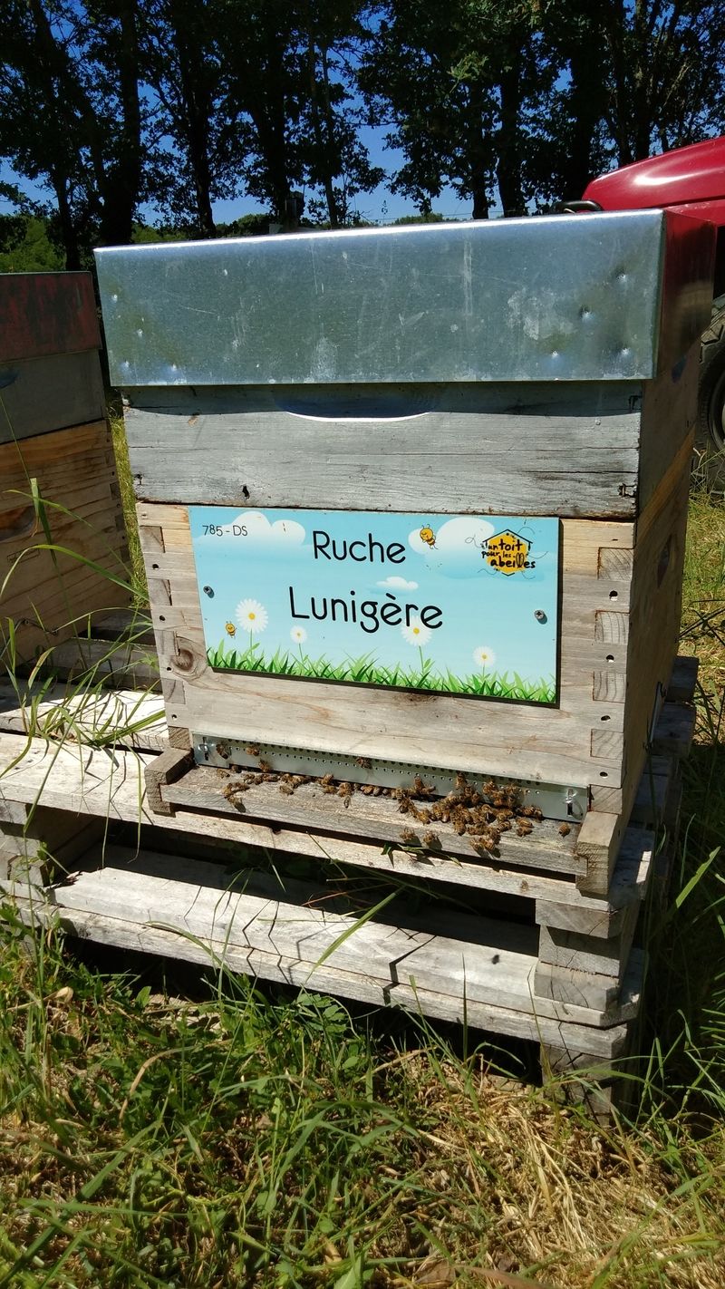 La ruche Lunigère