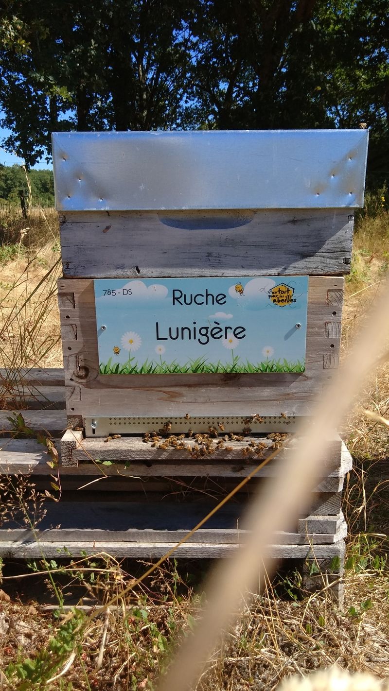 La ruche Lunigère
