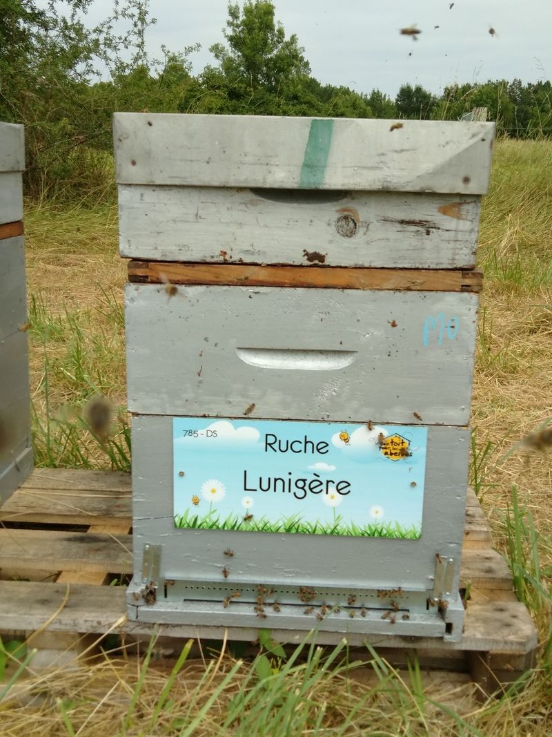 La ruche Lunigère