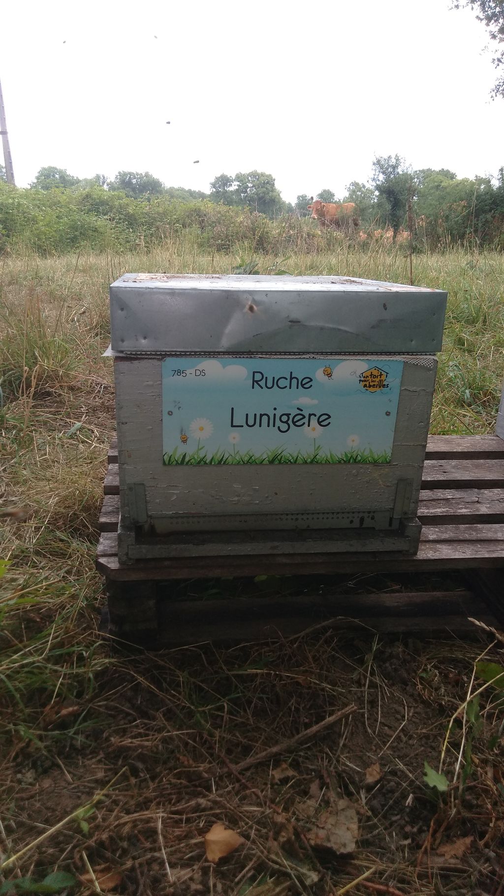 La ruche Lunigère