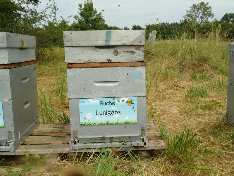 La ruche Lunigère