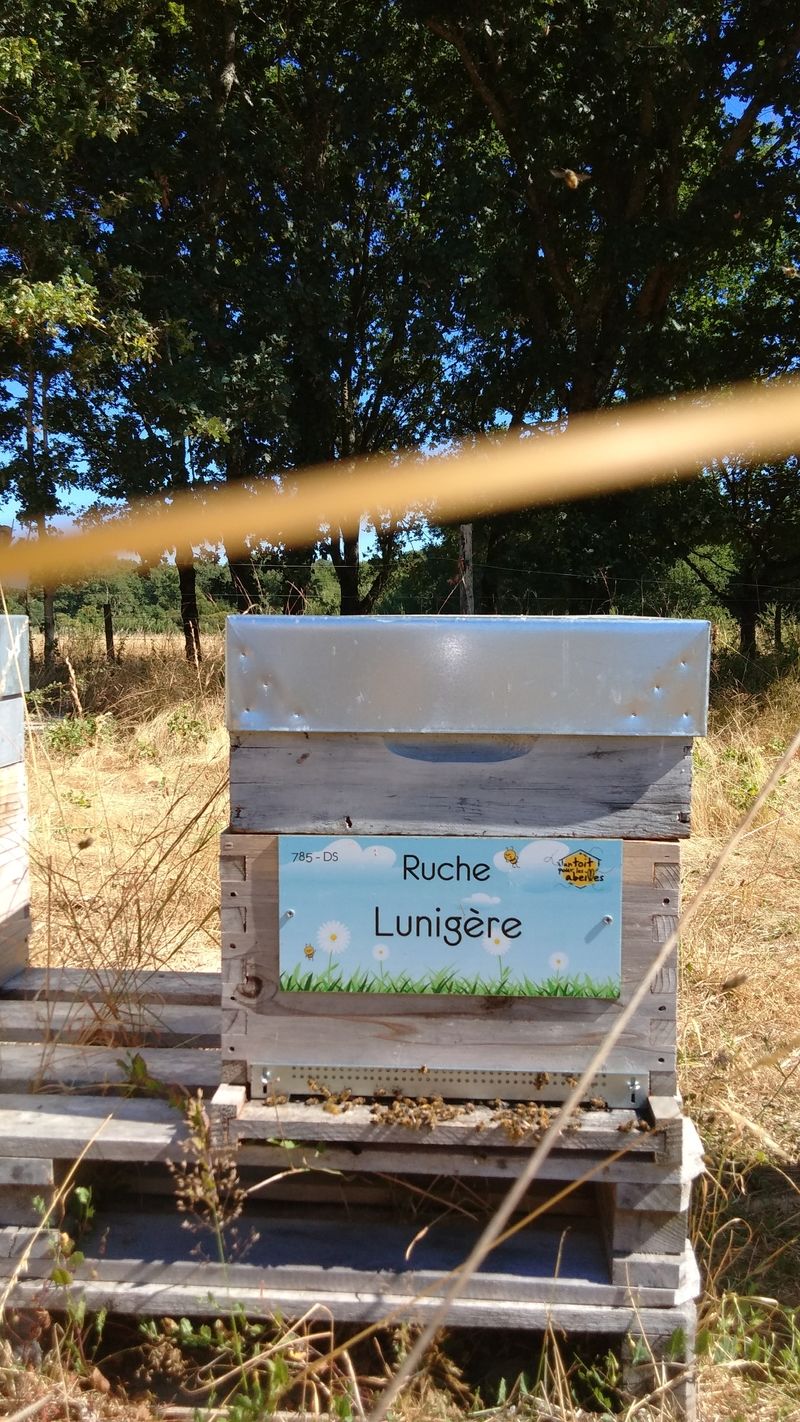 La ruche Lunigère