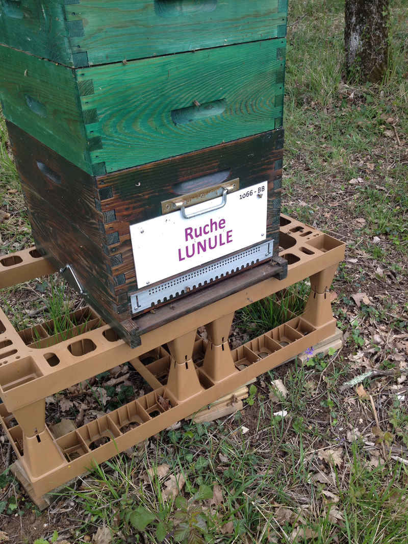 La ruche Lunule