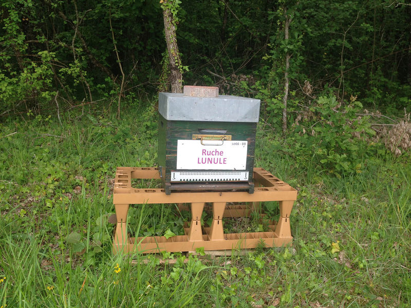 La ruche Lunule