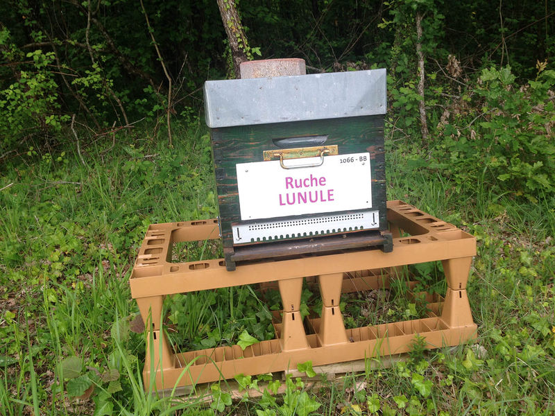 La ruche Lunule