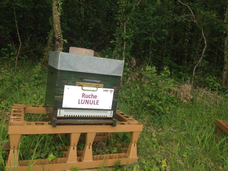 La ruche Lunule