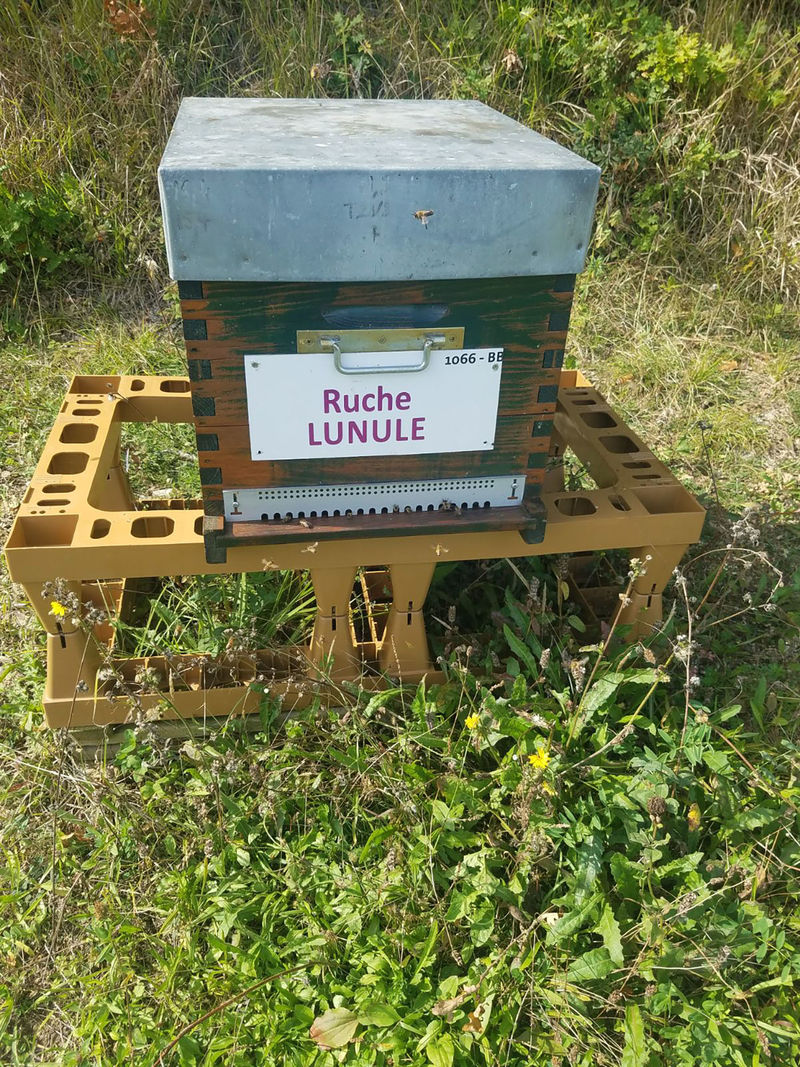 La ruche Lunule