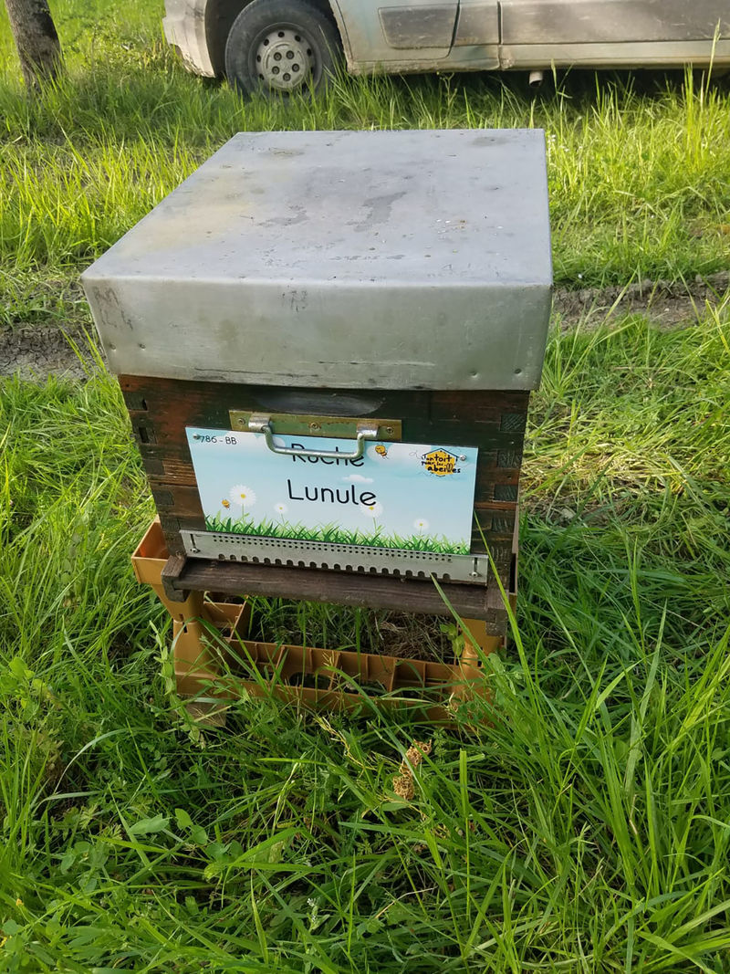 La ruche Lunule