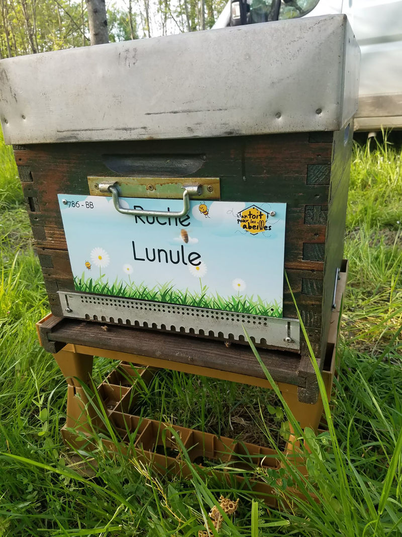 La ruche Lunule