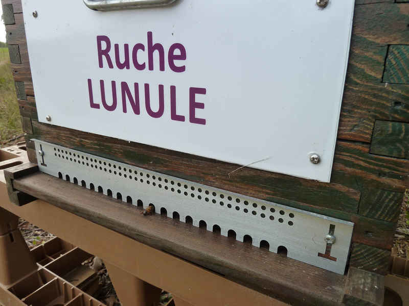 La ruche Lunule