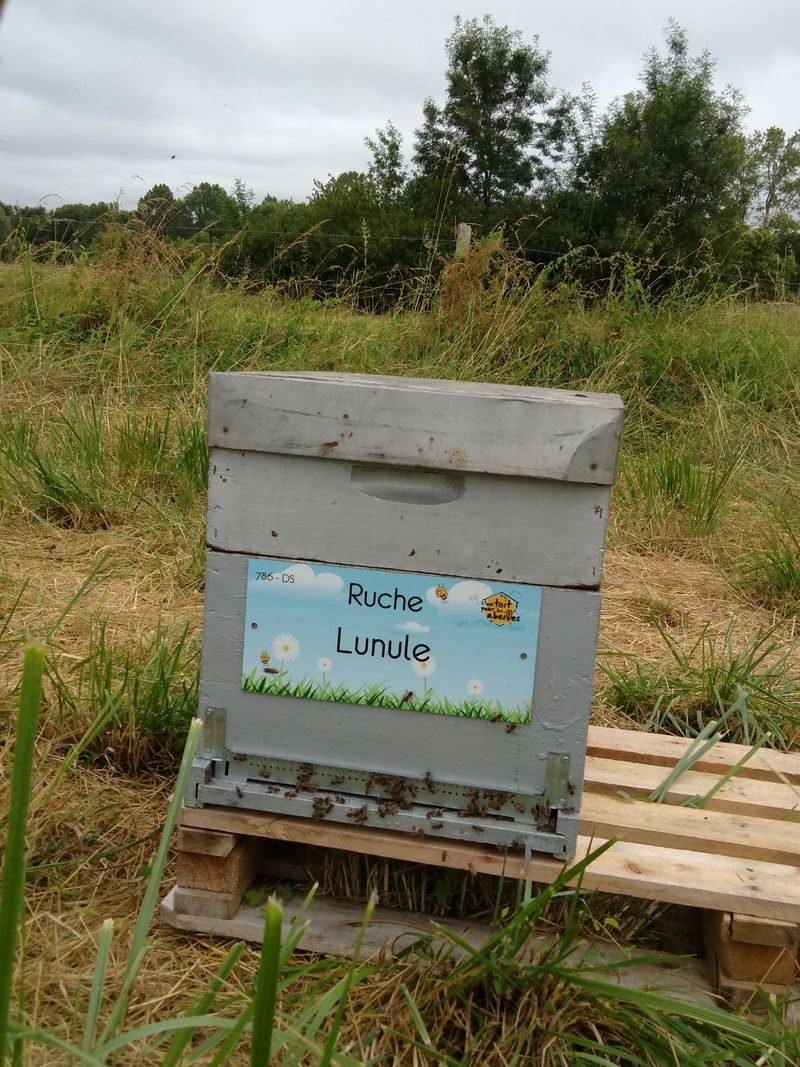 La ruche Lunule