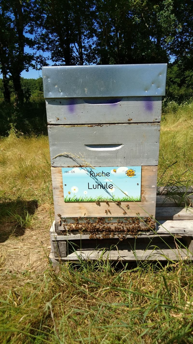 La ruche Lunule