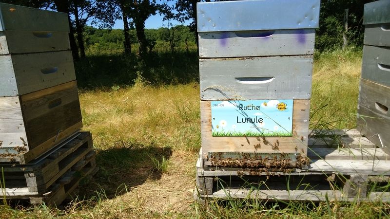 La ruche Lunule