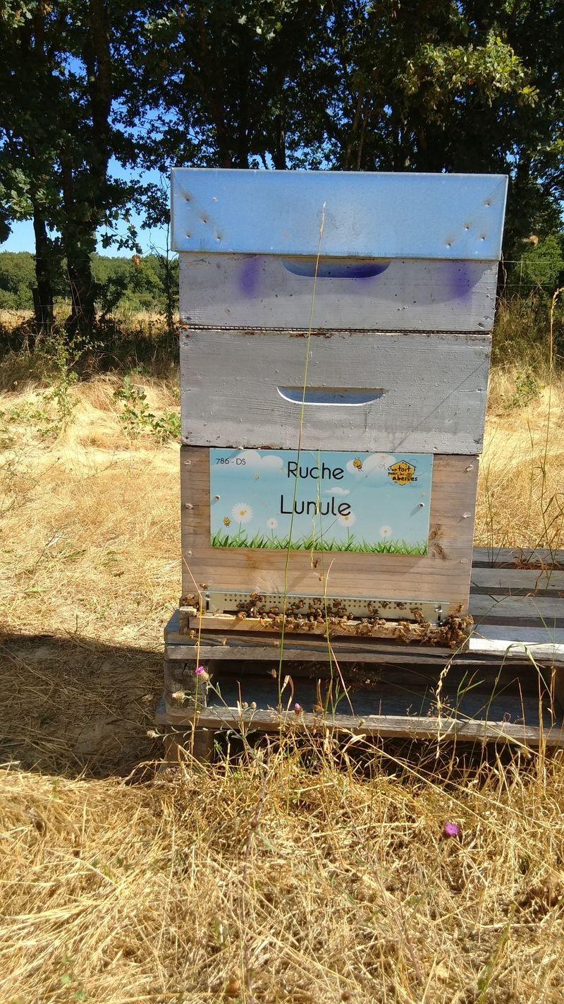 La ruche Lunule