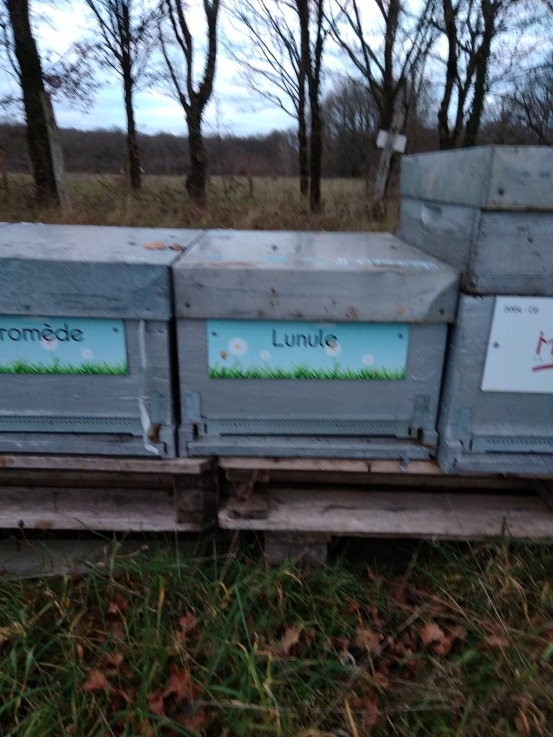 La ruche Lunule