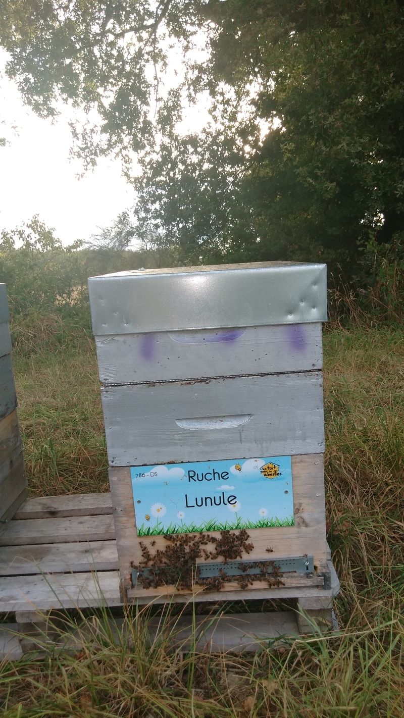 La ruche Lunule