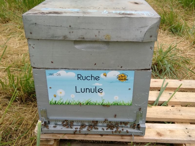 La ruche Lunule