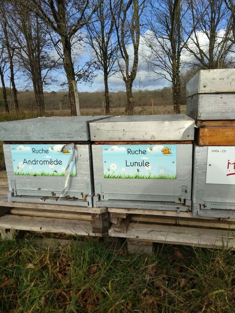 La ruche Lunule