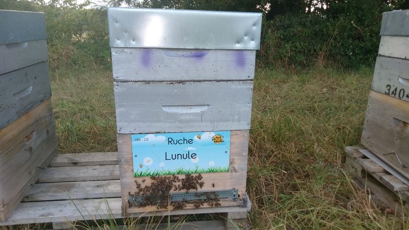 La ruche Lunule