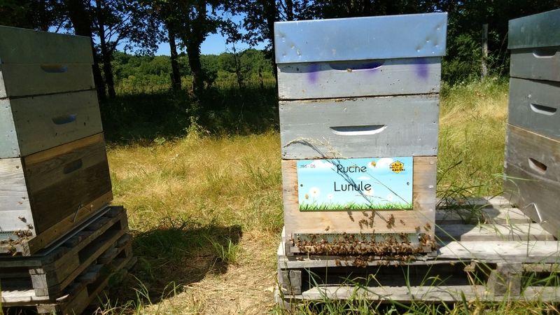 La ruche Lunule