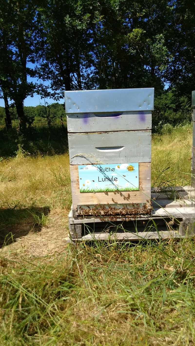 La ruche Lunule