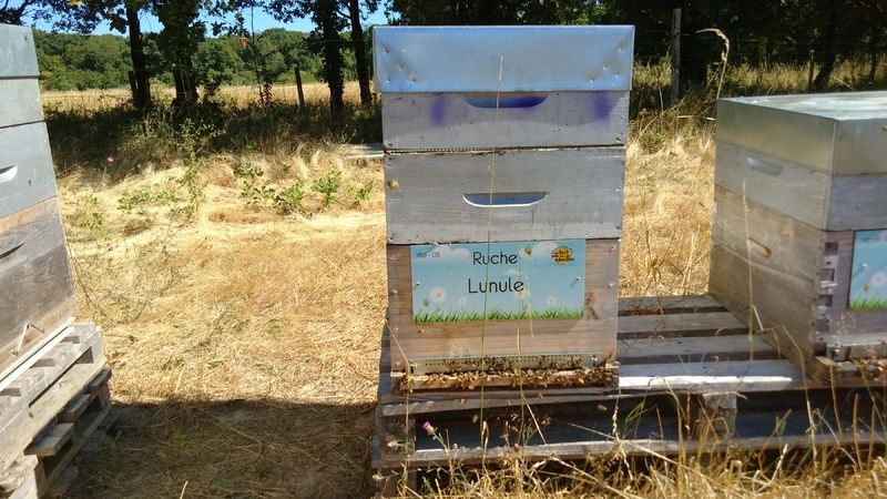 La ruche Lunule