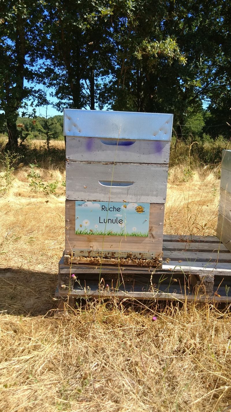 La ruche Lunule