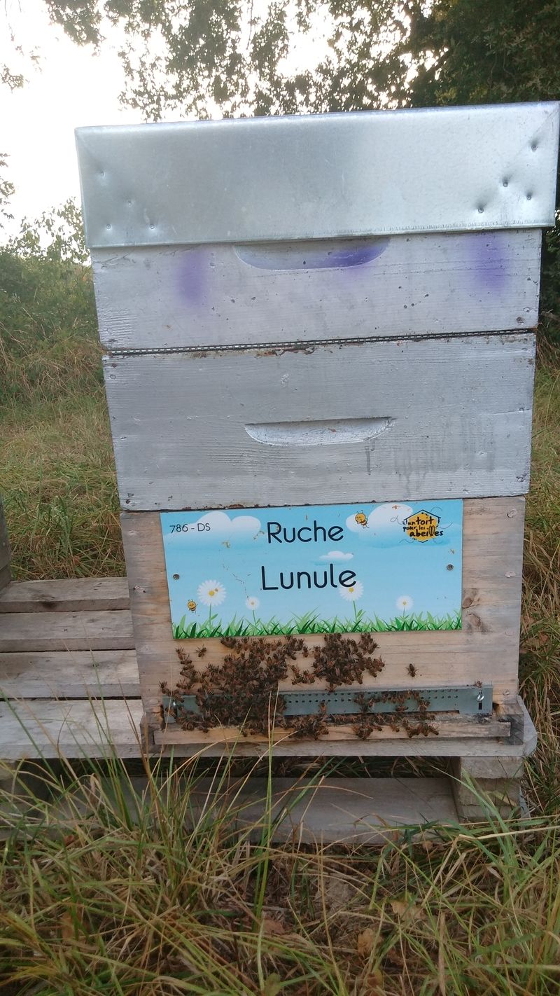 La ruche Lunule