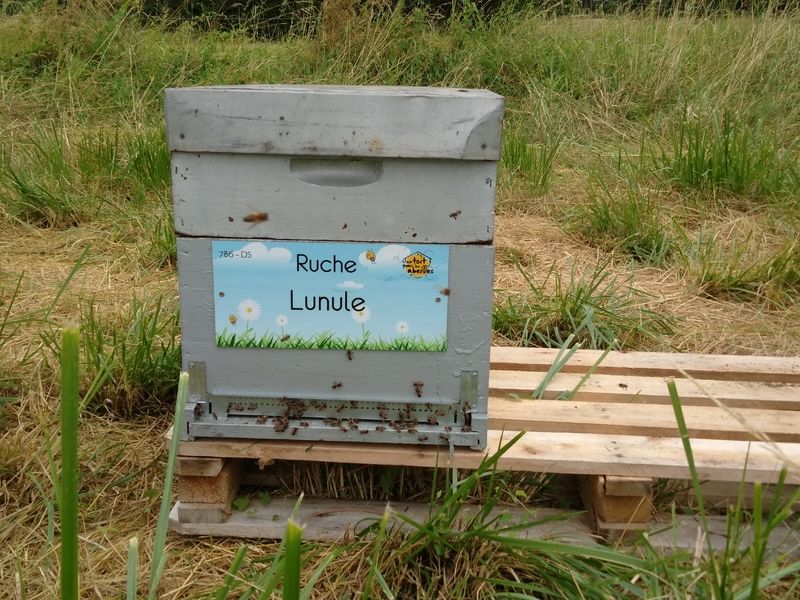 La ruche Lunule