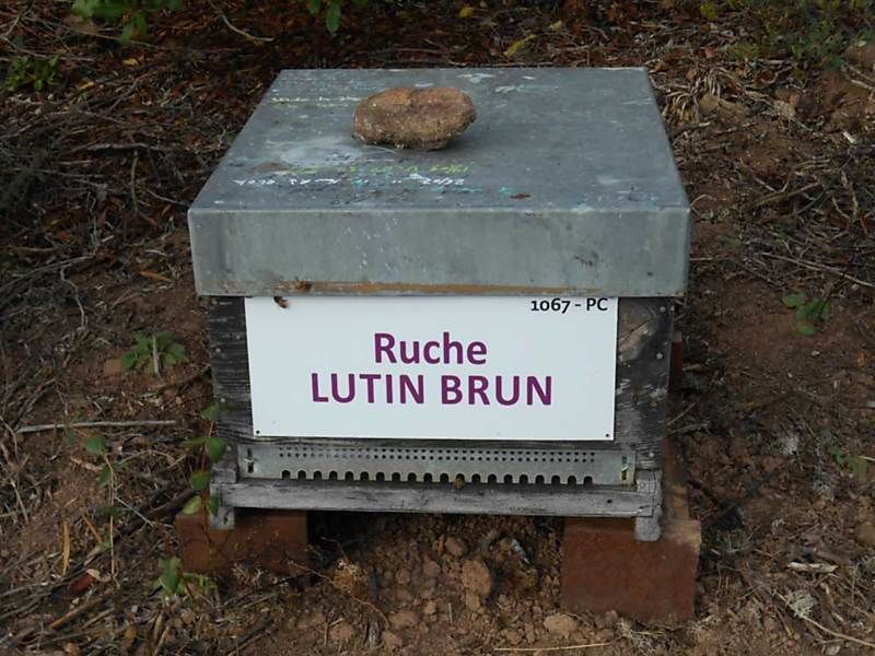 La ruche Lutin brun